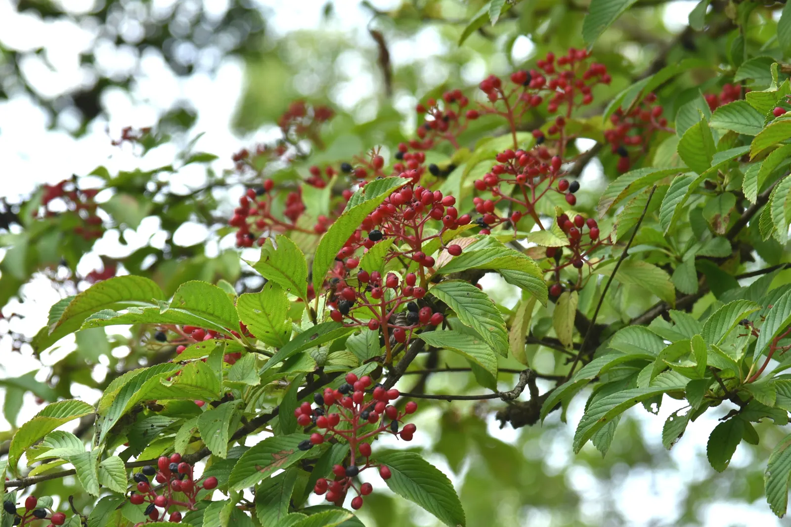 Japanese Viburnum (Viburnum Japonicum) — By late summer to early fall; the flowers will give way to small red berries that gradually mature to black