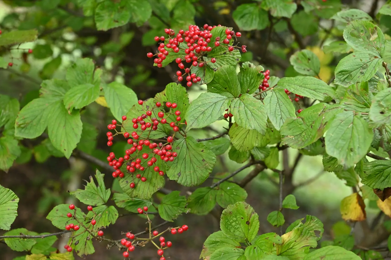 Japanese Viburnum (Viburnum Japonicum) — shrub with white blooms; each roughly 2 to 4 inches wide