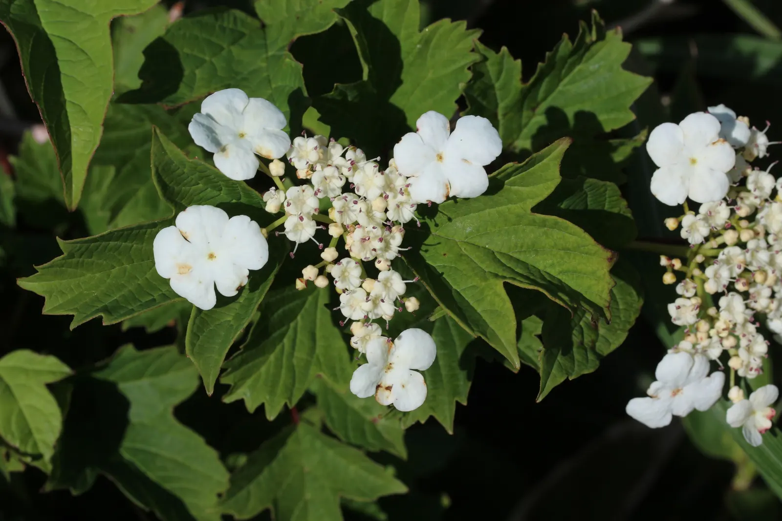 Japanese Viburnum (Viburnum Japonicum) — with leathery leaves that are oblong to oval; it bears white, fragrant flowers in late spring, which mature into