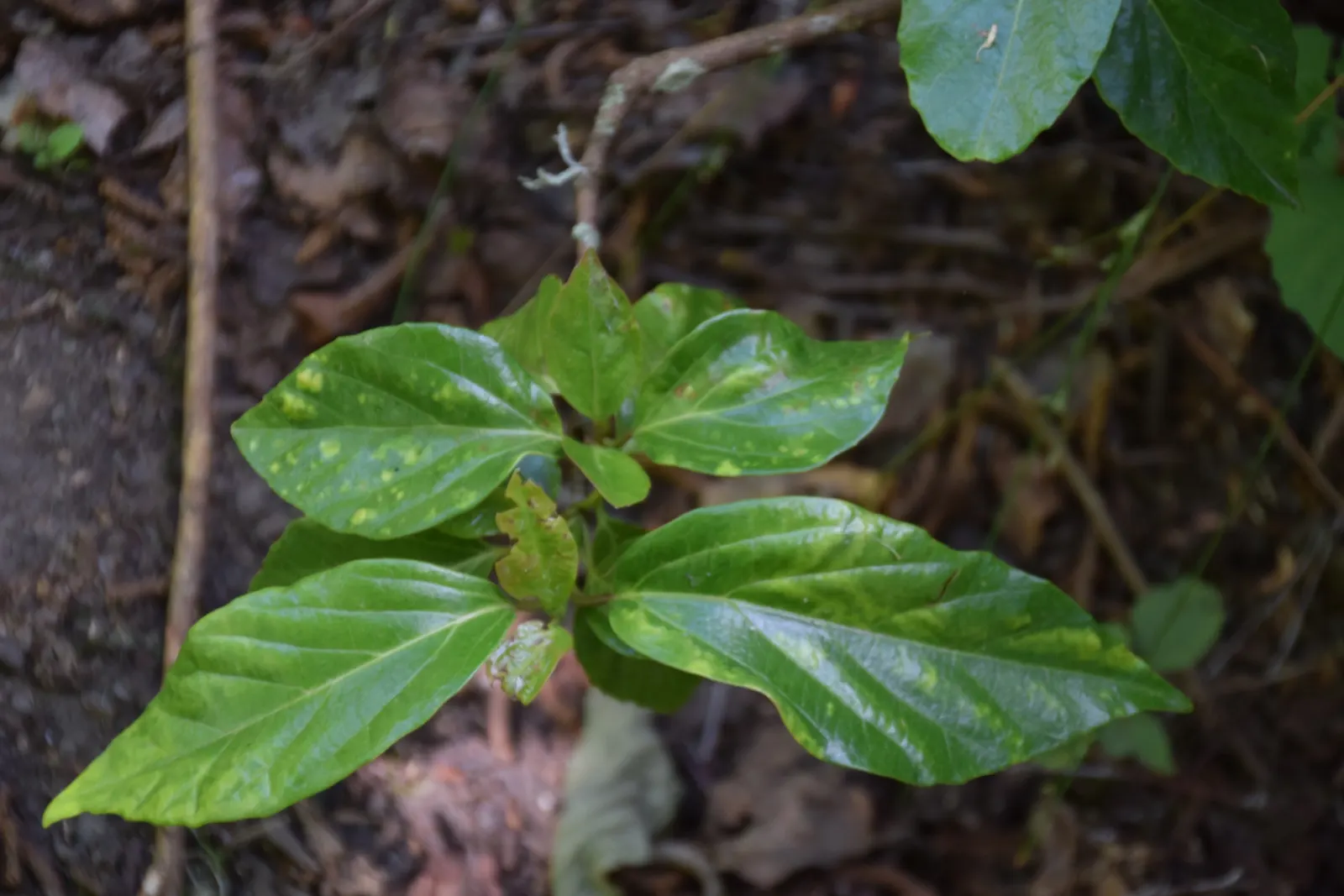 Japanese Viburnum (Viburnum Japonicum) — This low-maintenance plant prefers partial shade to full sun and thrives in well-drained soils; shrub with, image 56