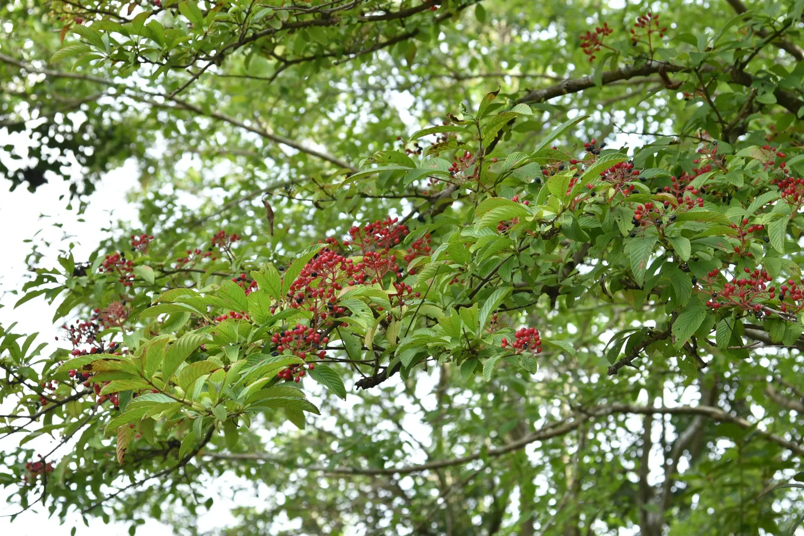 Japanese Viburnum (Viburnum Japonicum) — These leaves maintain their vibrant color year-round; these fragrant blooms not only add aesthetic appeal but also