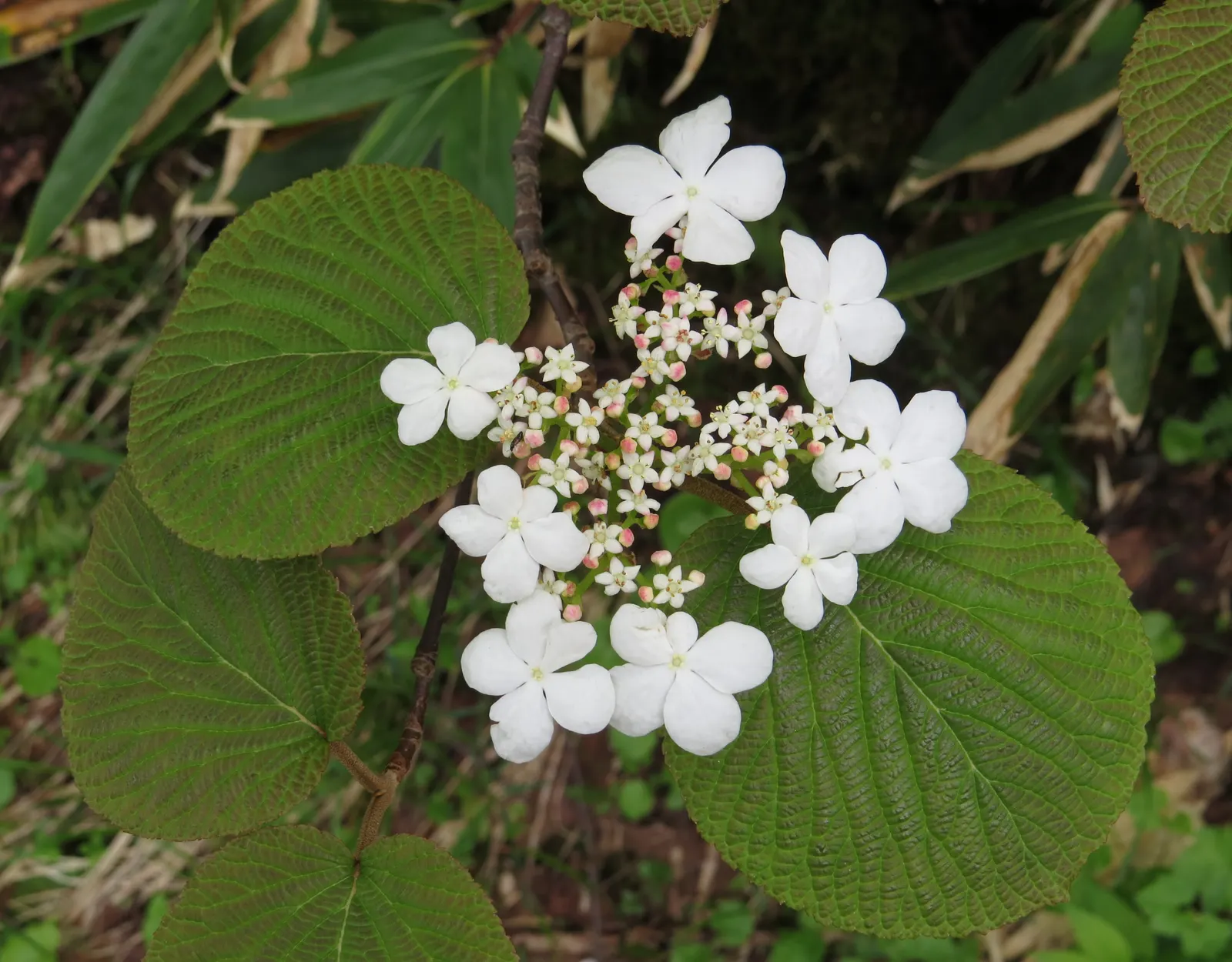 Japanese Viburnum (Viburnum Japonicum) — rounded shape.<br><br>Its foliage is a deep