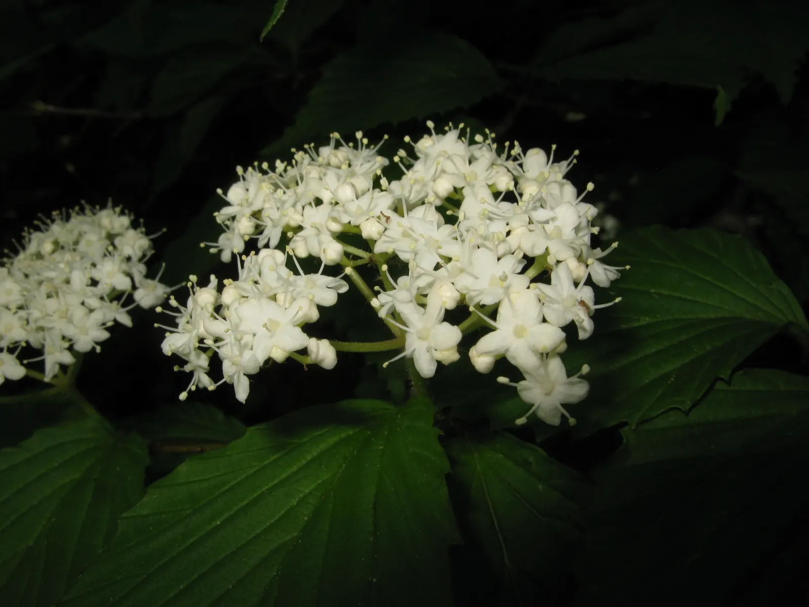 Japanese Viburnum (Viburnum Japonicum) — shrub for full or half or shade; and wildlife elements to the cultivated garden space
