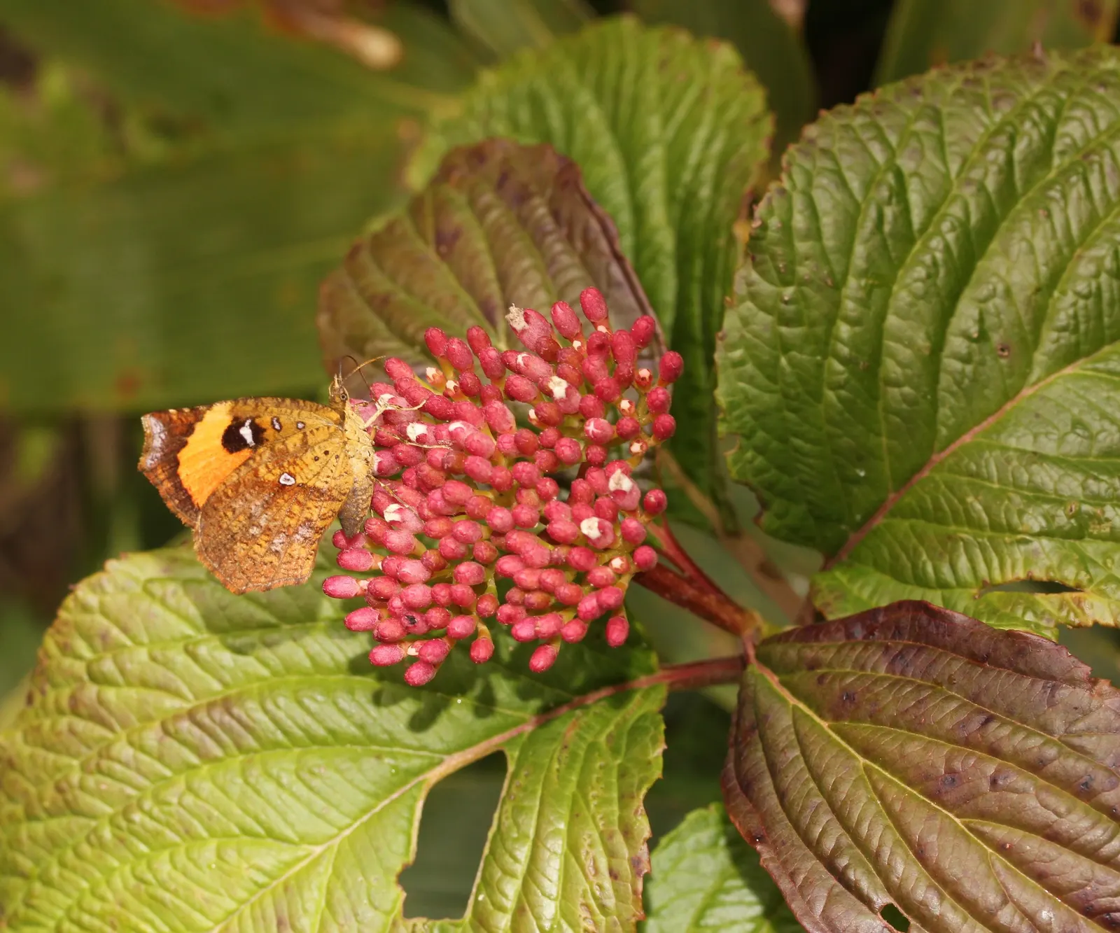 Japanese Viburnum (Viburnum Japonicum) — each roughly 2 to 4 inches wide