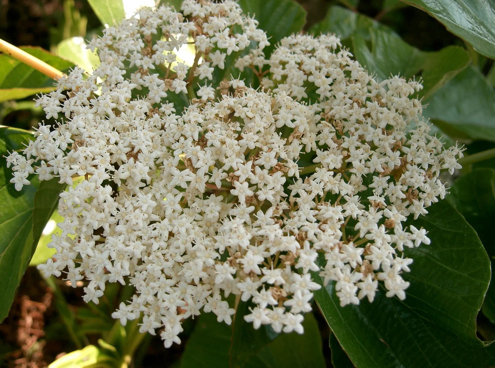 Japanese Viburnum (Viburnum Japonicum) — oval leaves that grow to around 3-8 inches long; rounded shape.<br><br>Its foliage is a deep