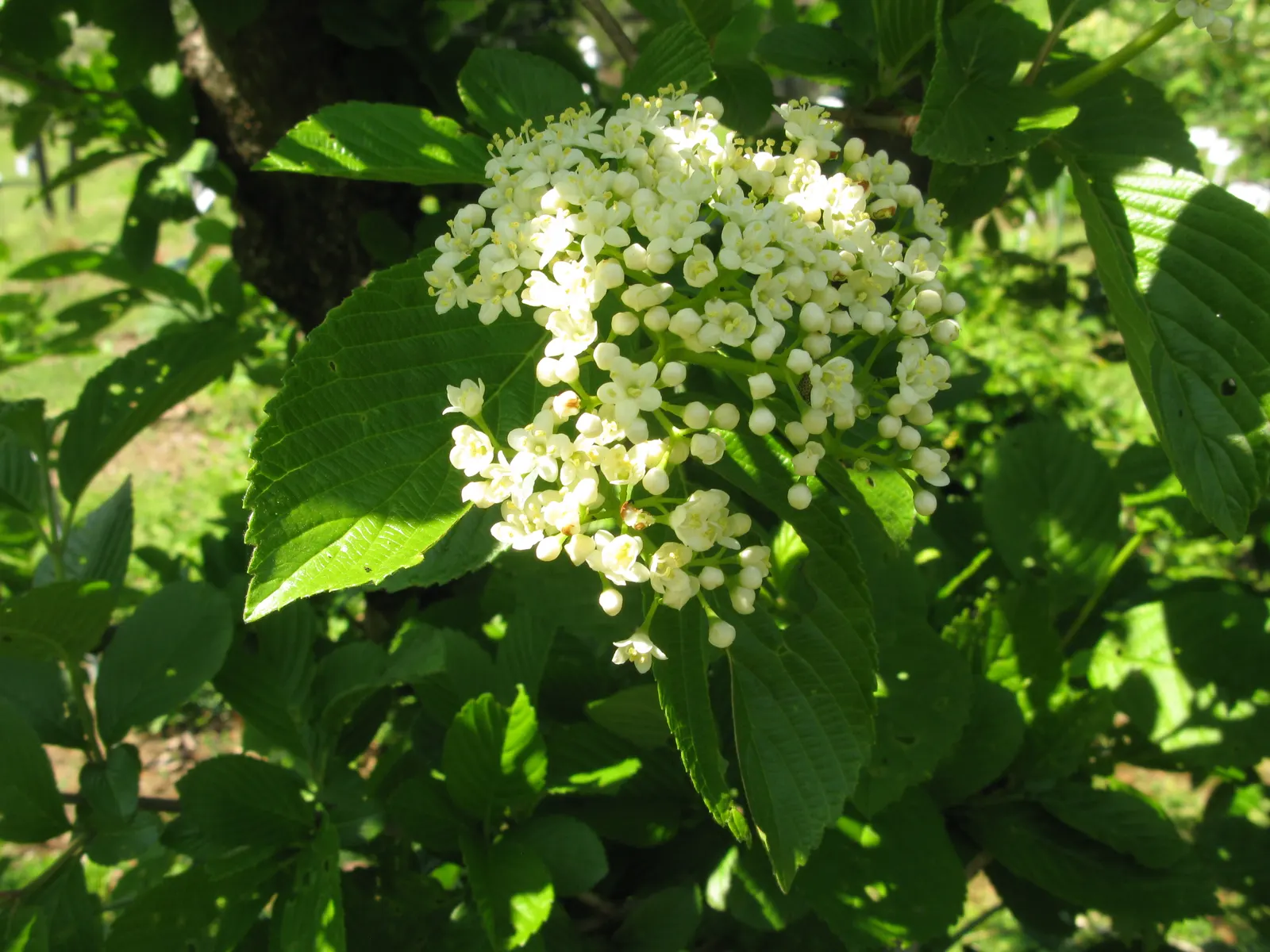 Japanese Viburnum (Viburnum Japonicum) — It is hardy in USDA zones 8 to 10; is an evergreen shrub that boasts a lush