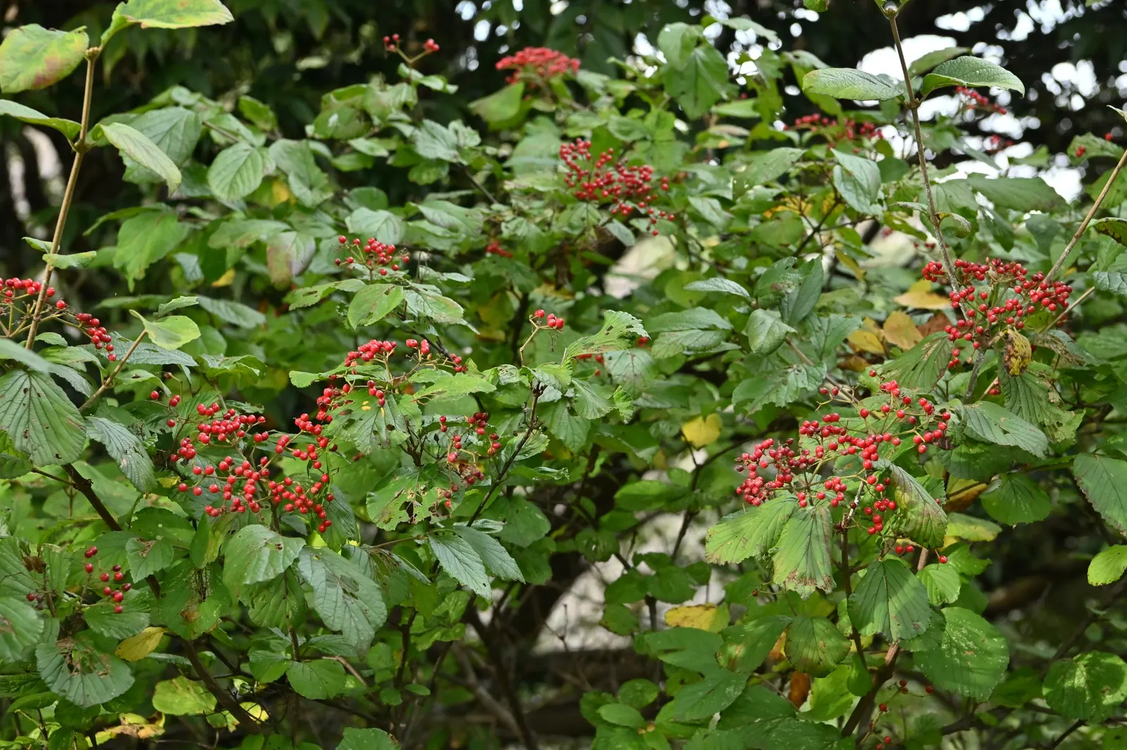 Japanese Viburnum (Viburnum Japonicum) — creamy white flowers arranged in spherical clusters known as cymes; white flowers in the garden