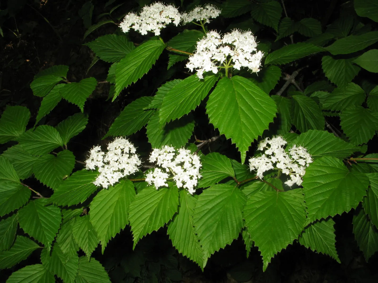 Japanese Viburnum (Viburnum Japonicum) — These fragrant blooms not only add aesthetic appeal but also attract pollinators to the garden