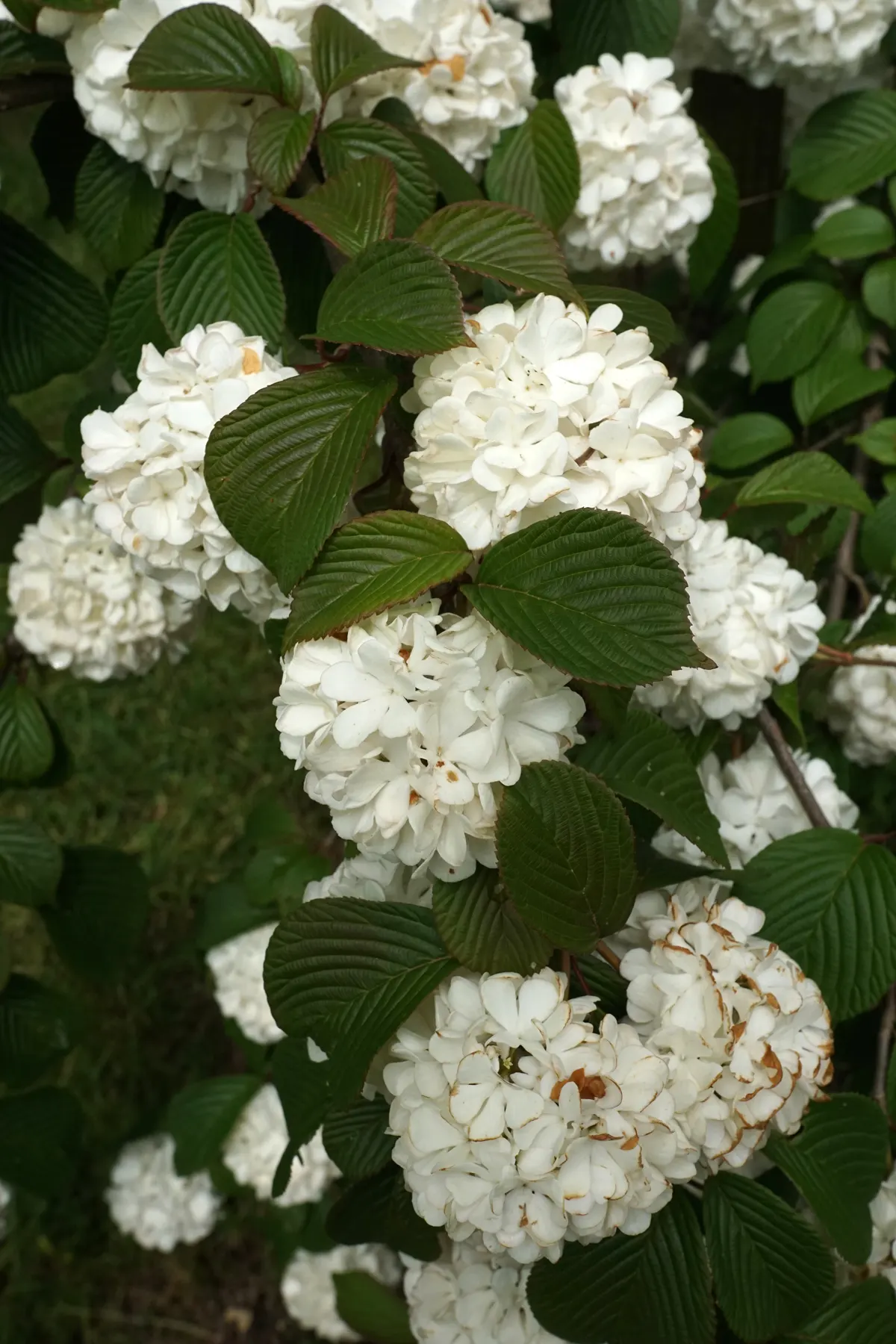 Japanese Viburnum (Viburnum Japonicum) — is an evergreen shrub that boasts a lush
