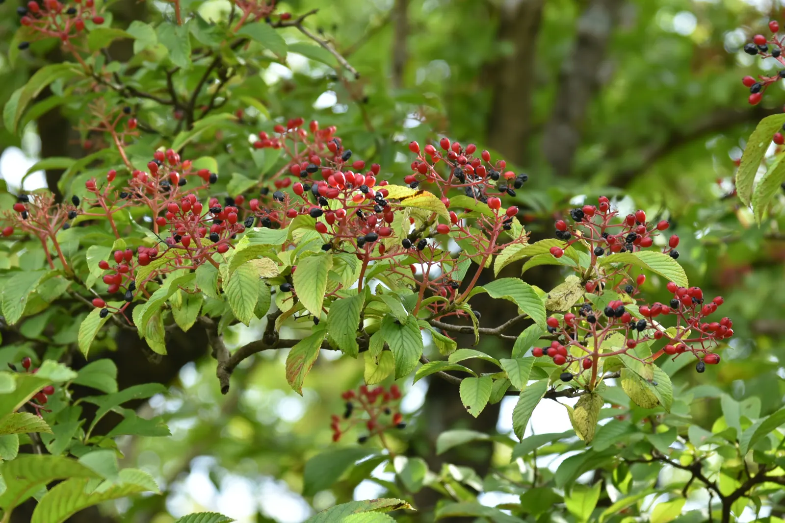 Japanese Viburnum (Viburnum Japonicum) — and wildlife elements to the cultivated garden space; oval leaves that grow to around 3-8 inches long