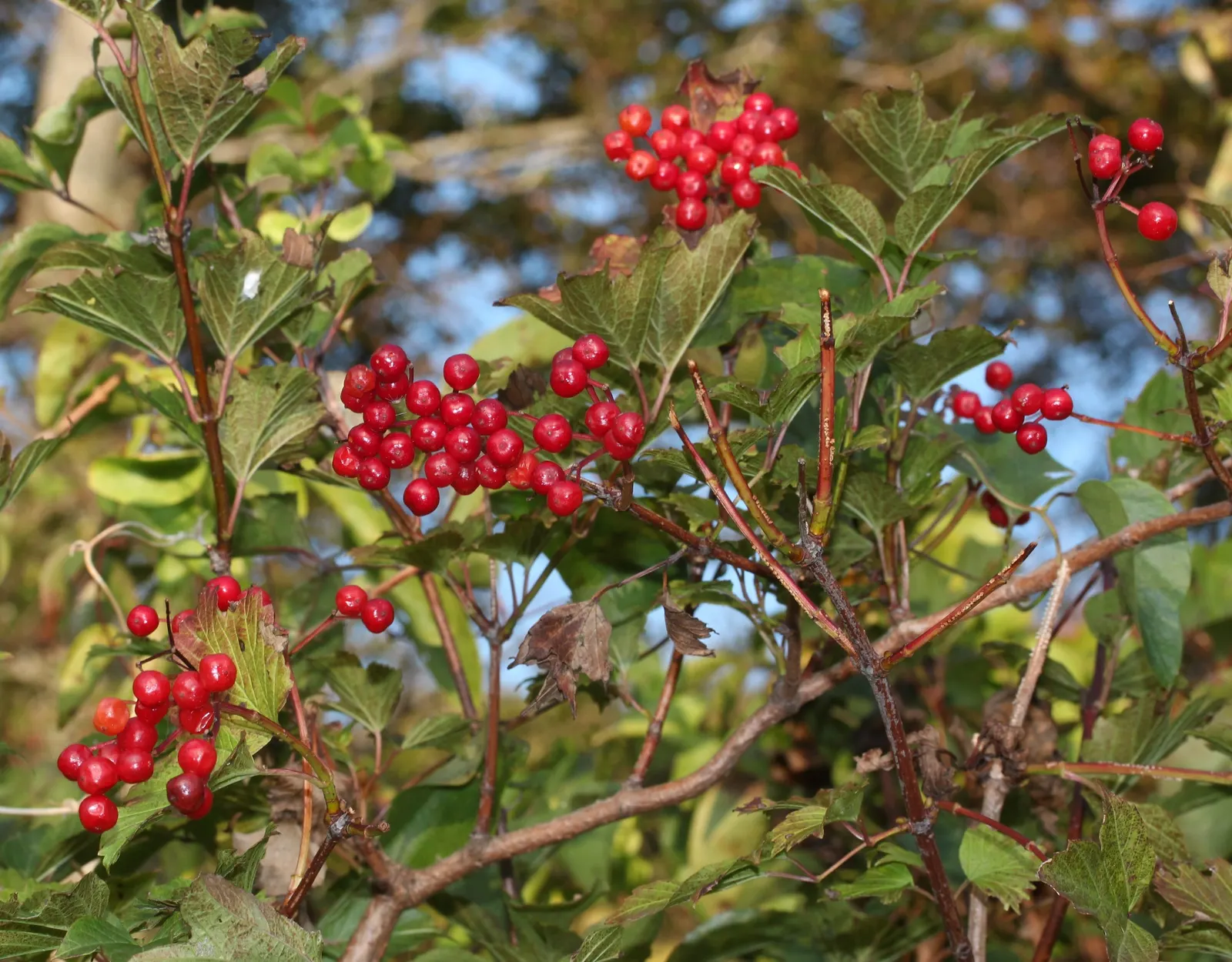 Japanese Viburnum (Viburnum Japonicum) — creamy white flowers arranged in spherical clusters known as cymes