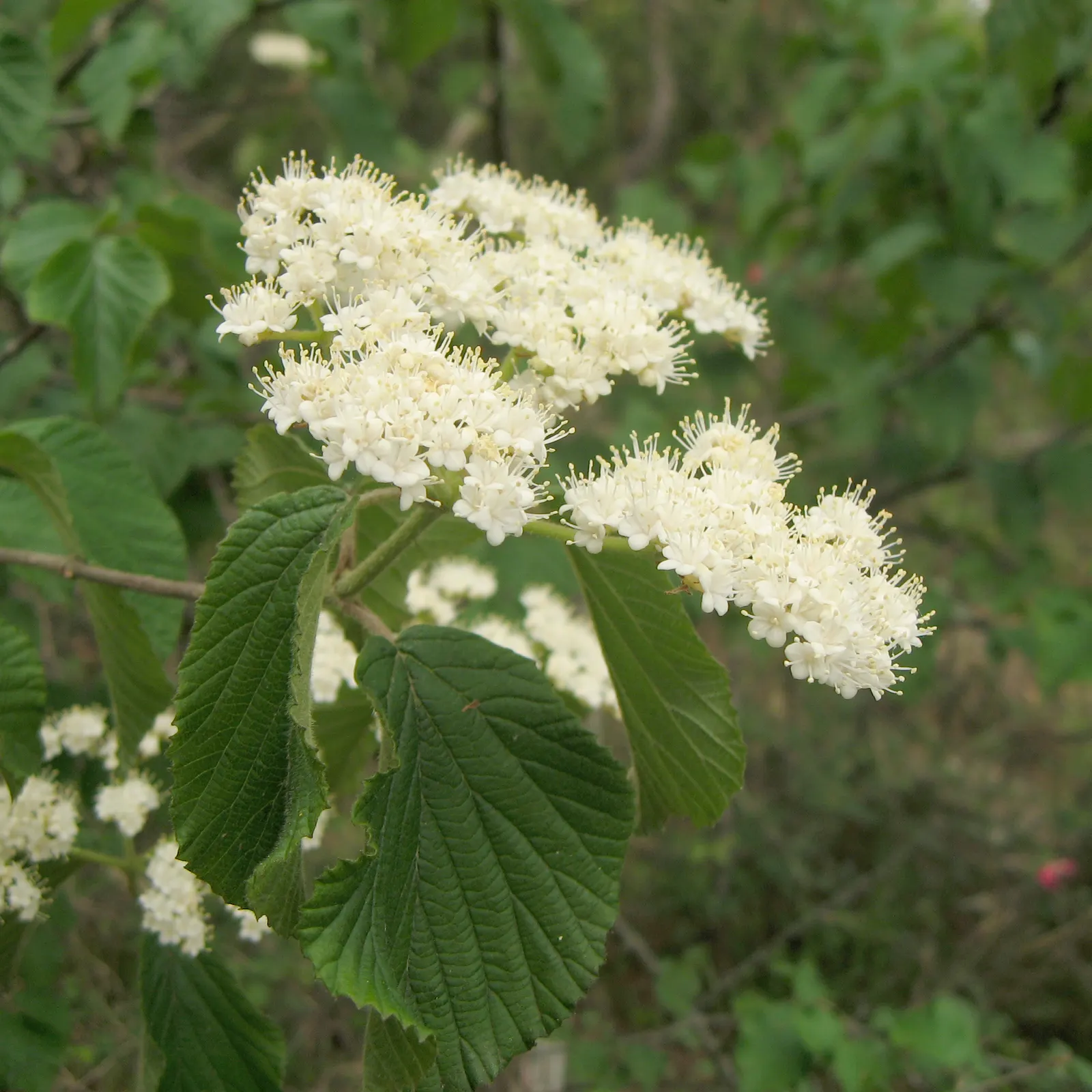Japanese Viburnum (Viburnum Japonicum) — white flowers in the garden; or as a stand-alone specimen