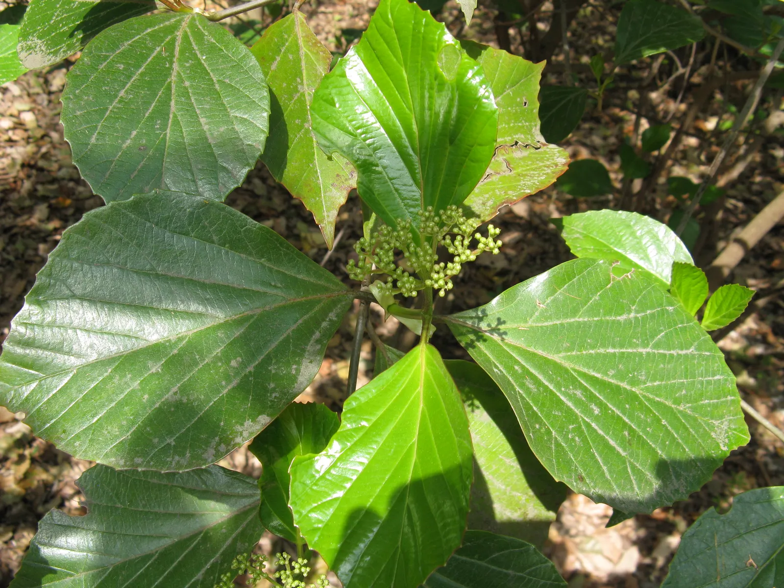 Japanese Viburnum (Viburnum Japonicum) — ideal for hedges or foundation plantings in hardiness zones 7-11; spanning 3 to 4 inches long, image 58