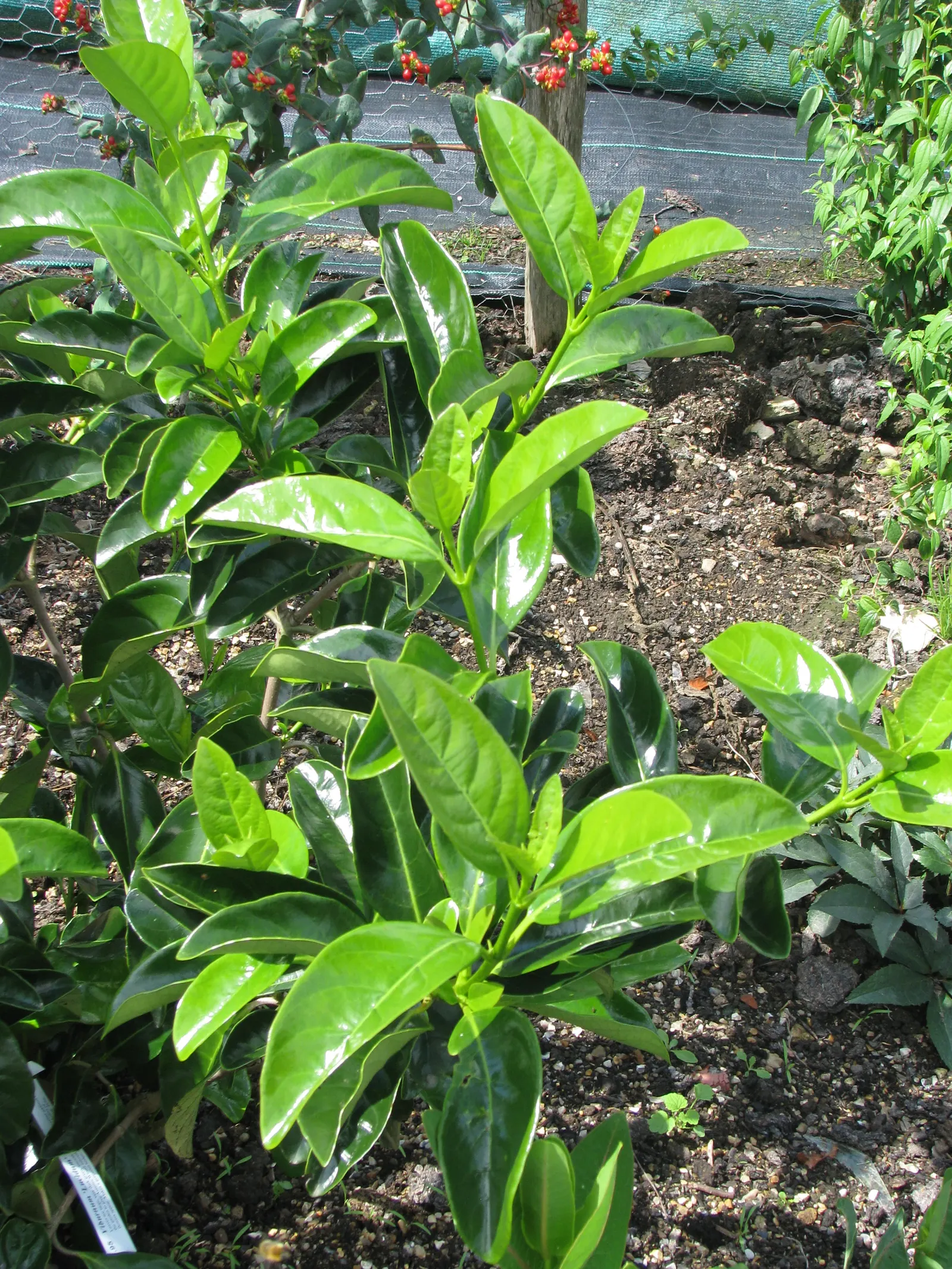 Japanese Viburnum (Viburnum Japonicum) — is an evergreen shrub that boasts a lush; it is hardy in USDA zones 8 to 10