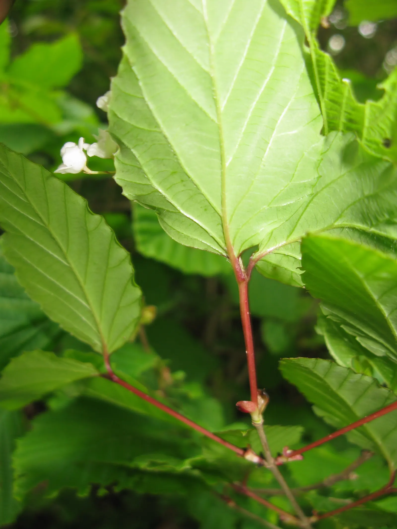 Japanese Viburnum (Viburnum Japonicum) — the flowers will give way to small red berries that gradually mature to black