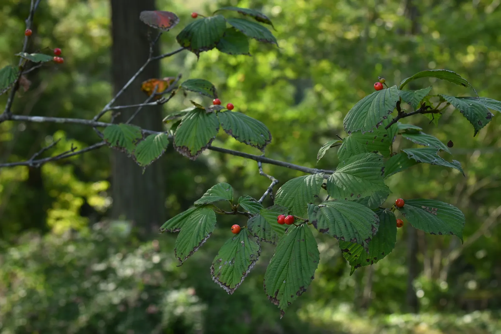 Japanese Viburnum (Viburnum Japonicum) — shrub with white blooms