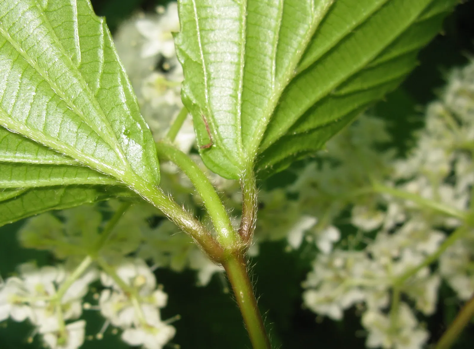 Japanese Viburnum (Viburnum Japonicum) — with leathery leaves that are oblong to oval