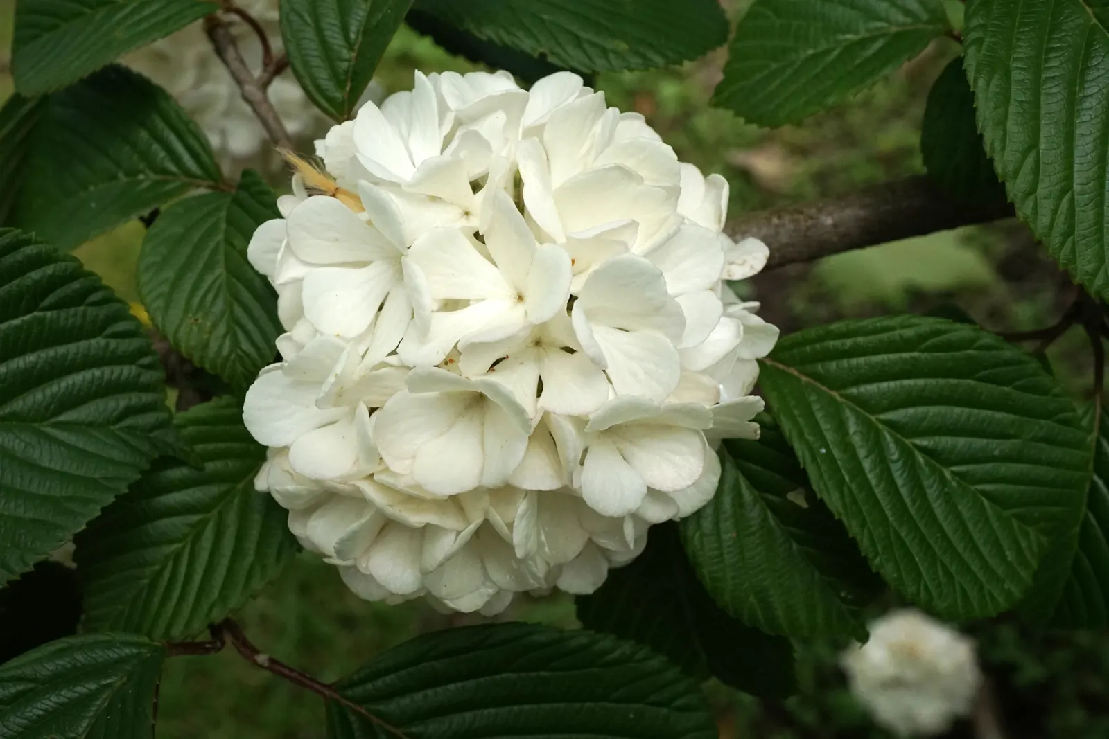 Japanese Viburnum (Viburnum Japonicum) — and wildlife elements to the cultivated garden space