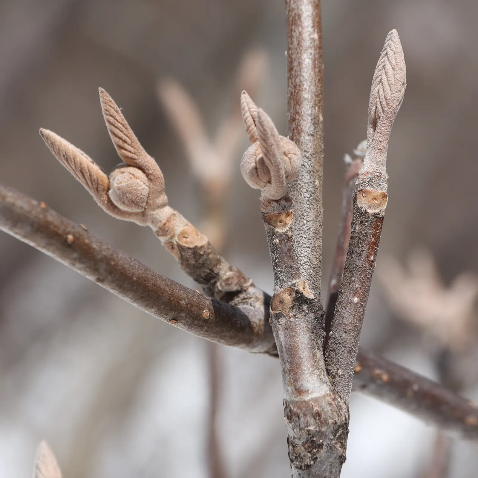 Japanese Viburnum (Viburnum Japonicum) — white flowers in the garden