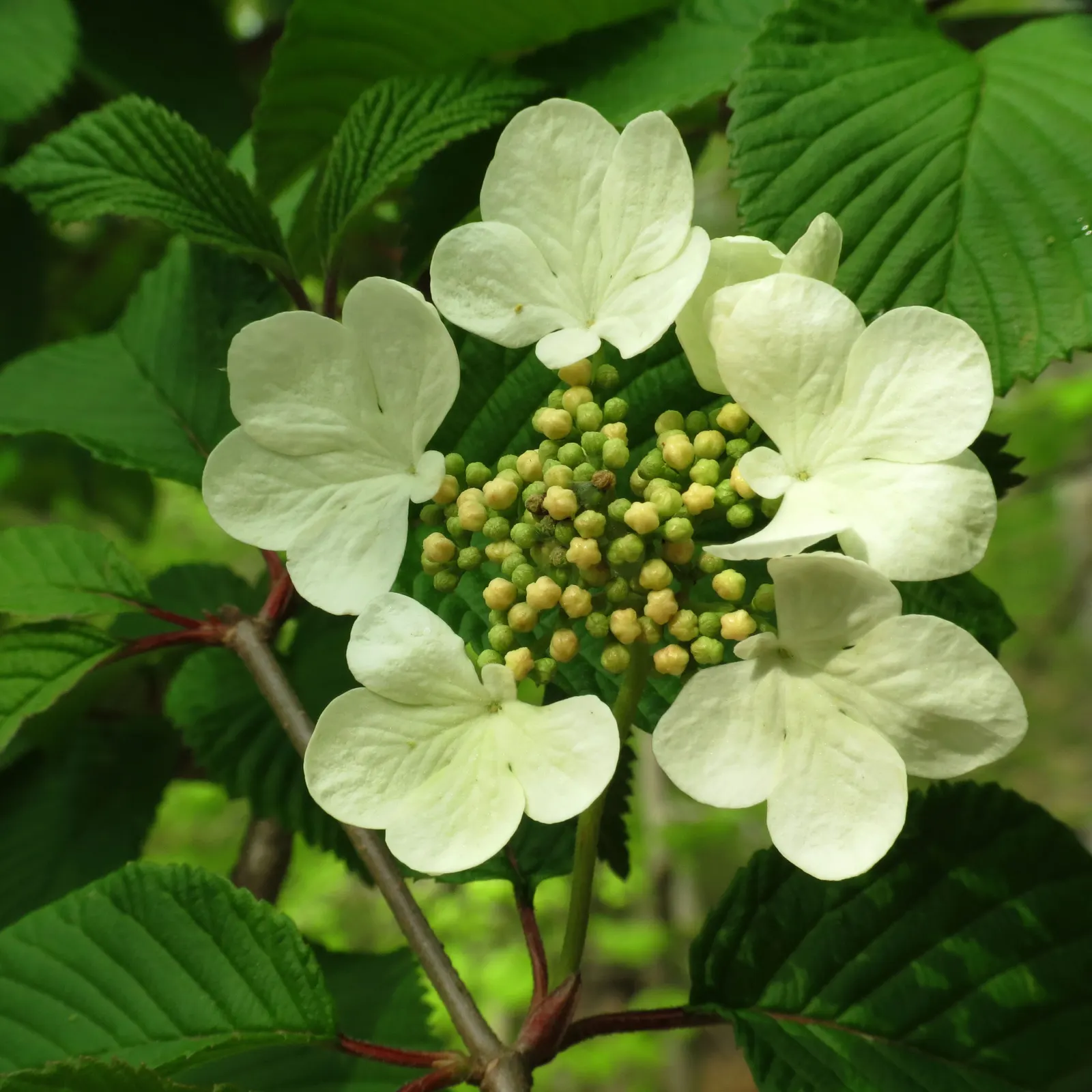 Japanese Viburnum (Viburnum Japonicum) — oval leaves that grow to around 3-8 inches long