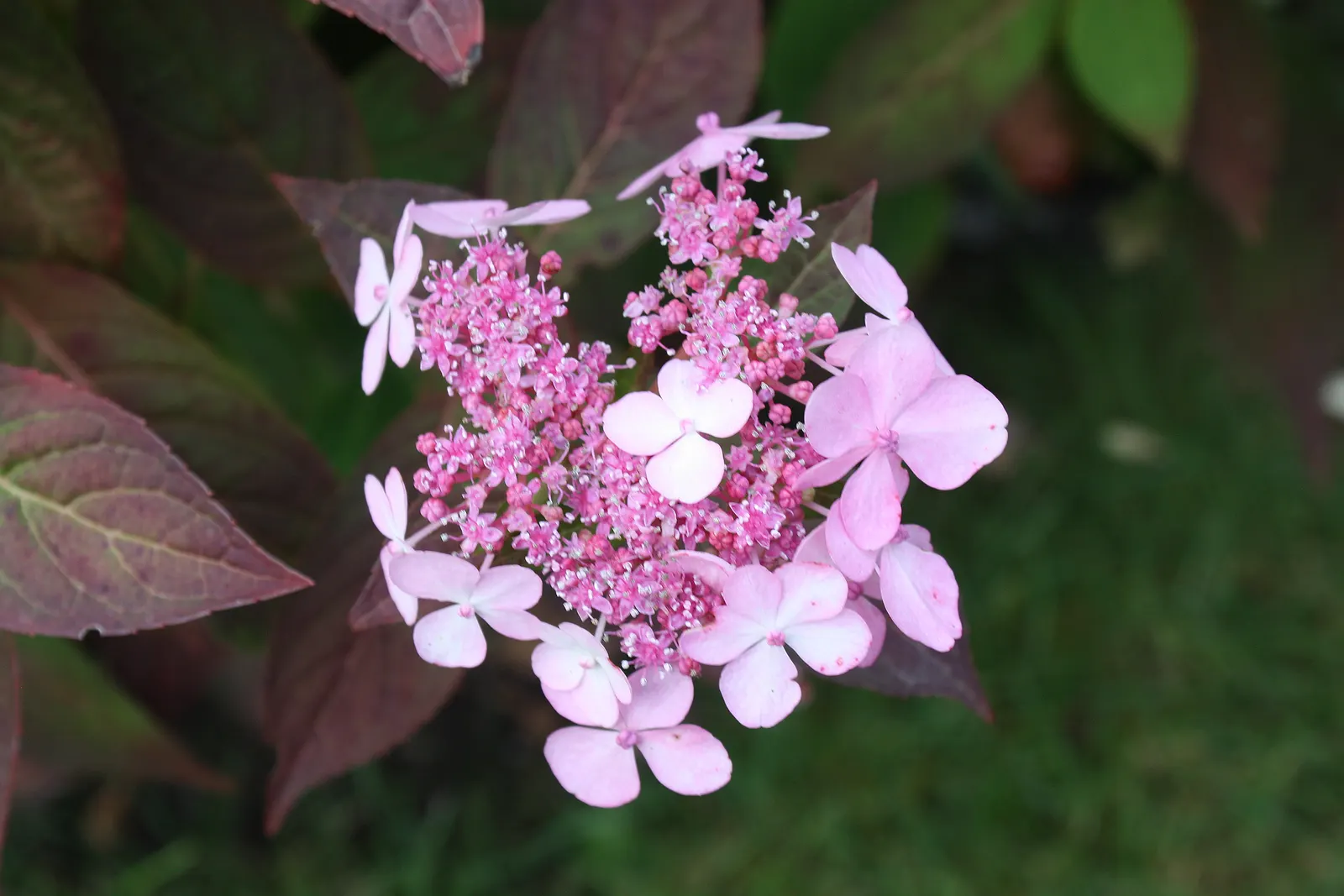 Japanese Viburnum (Viburnum Japonicum) — It typically reaches 5 to 7 feet in height and spreads out to an equal width of 5 to 7 feet