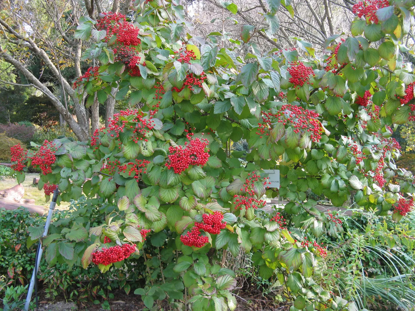 Japanese Viburnum (Viburnum Japonicum) — or as a stand-alone specimen