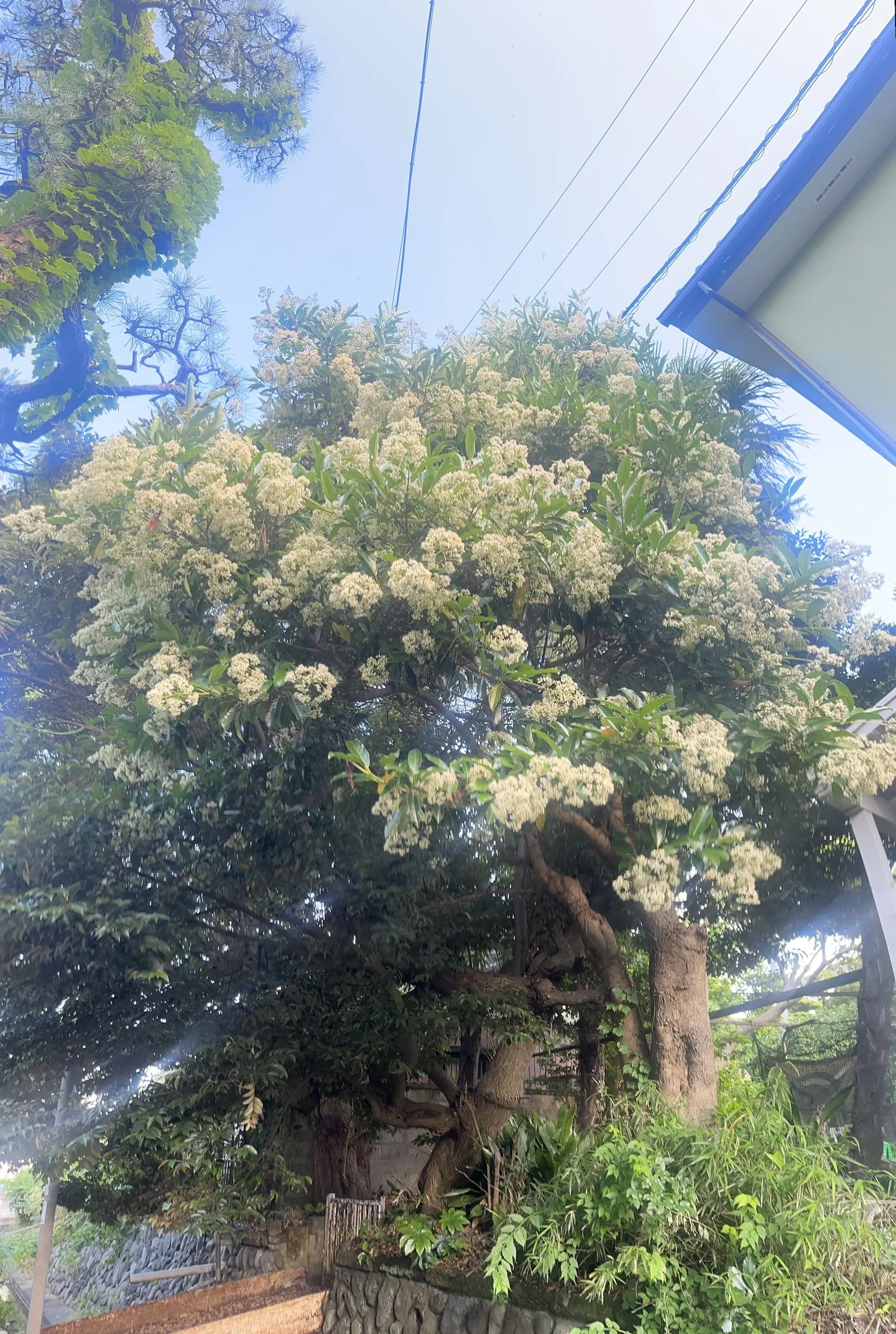 Japanese Viburnum (Viburnum Japonicum) — This low-maintenance plant prefers partial shade to full sun and thrives in well-drained soils