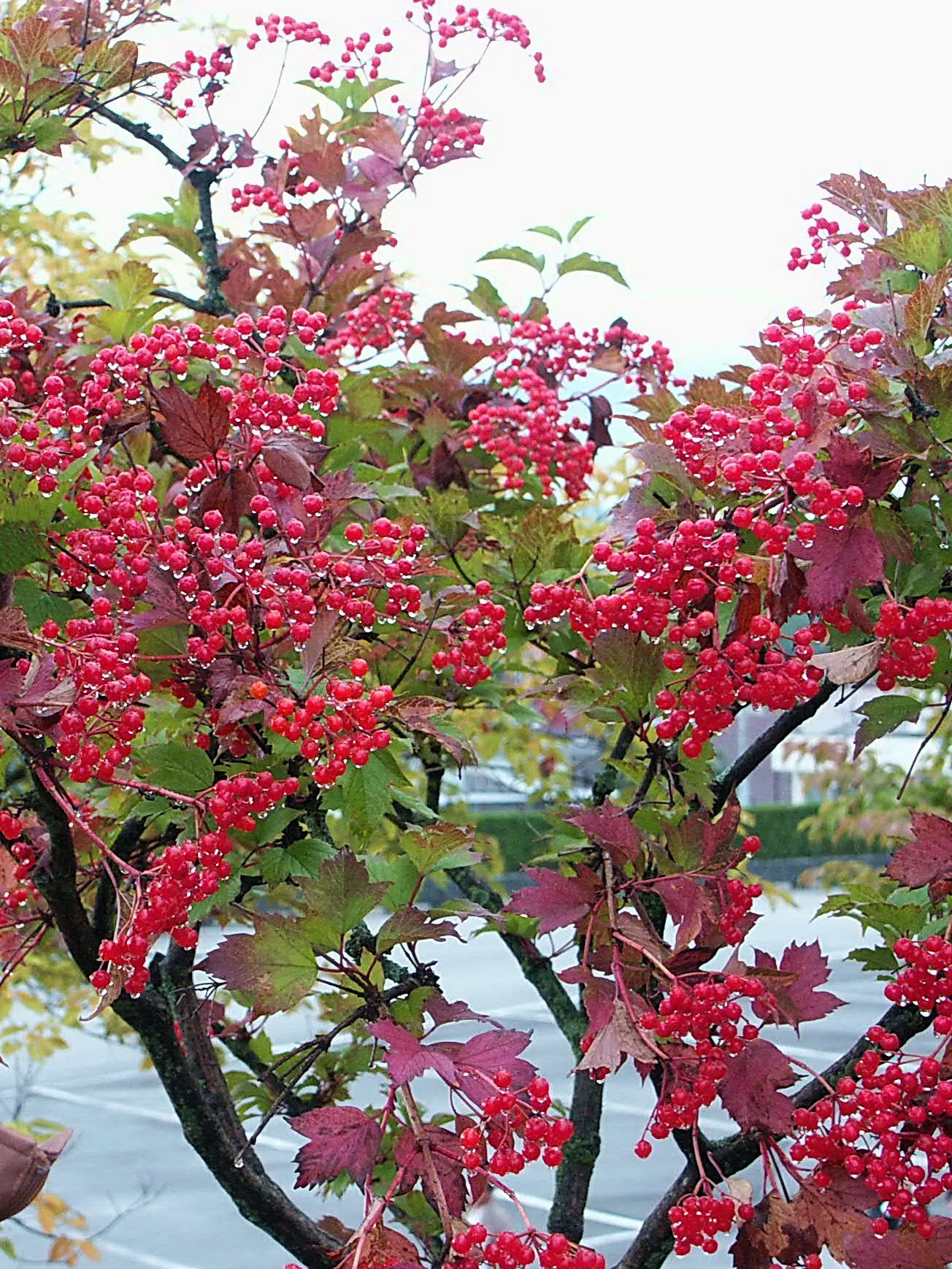 Japanese Viburnum (Viburnum Japonicum) — making it an excellent choice for foundation plantings