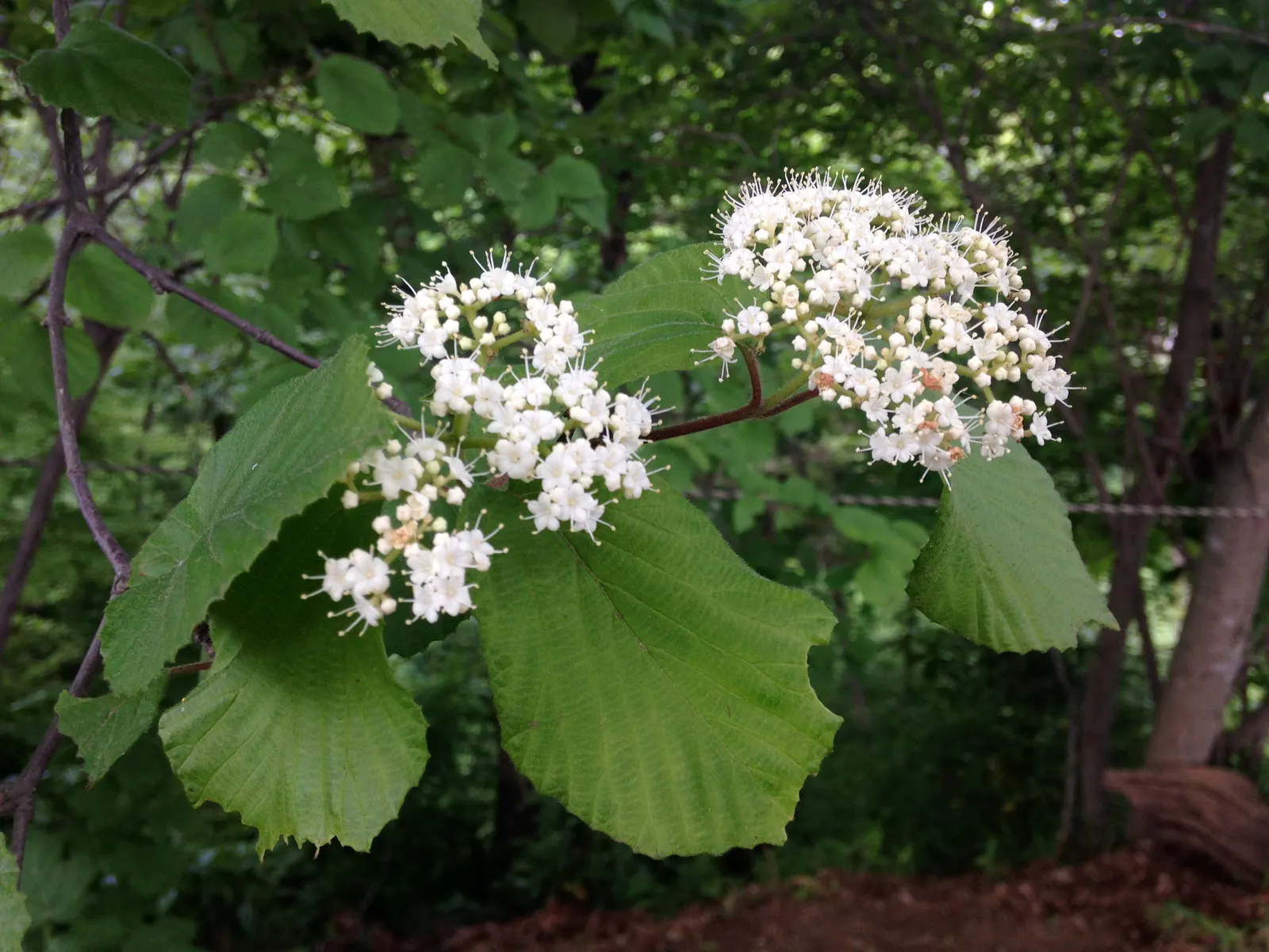 Japanese Viburnum (Viburnum Japonicum) — is an evergreen shrub featuring glossy