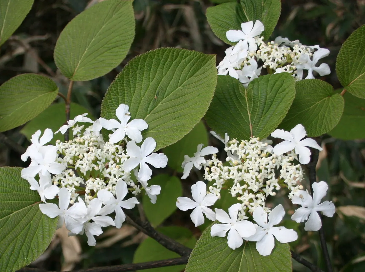 Japanese Viburnum (Viburnum Japonicum) — spanning 3 to 4 inches long; it typically reaches 5 to 7 feet in height and spreads out to an equal width of 5 to 7