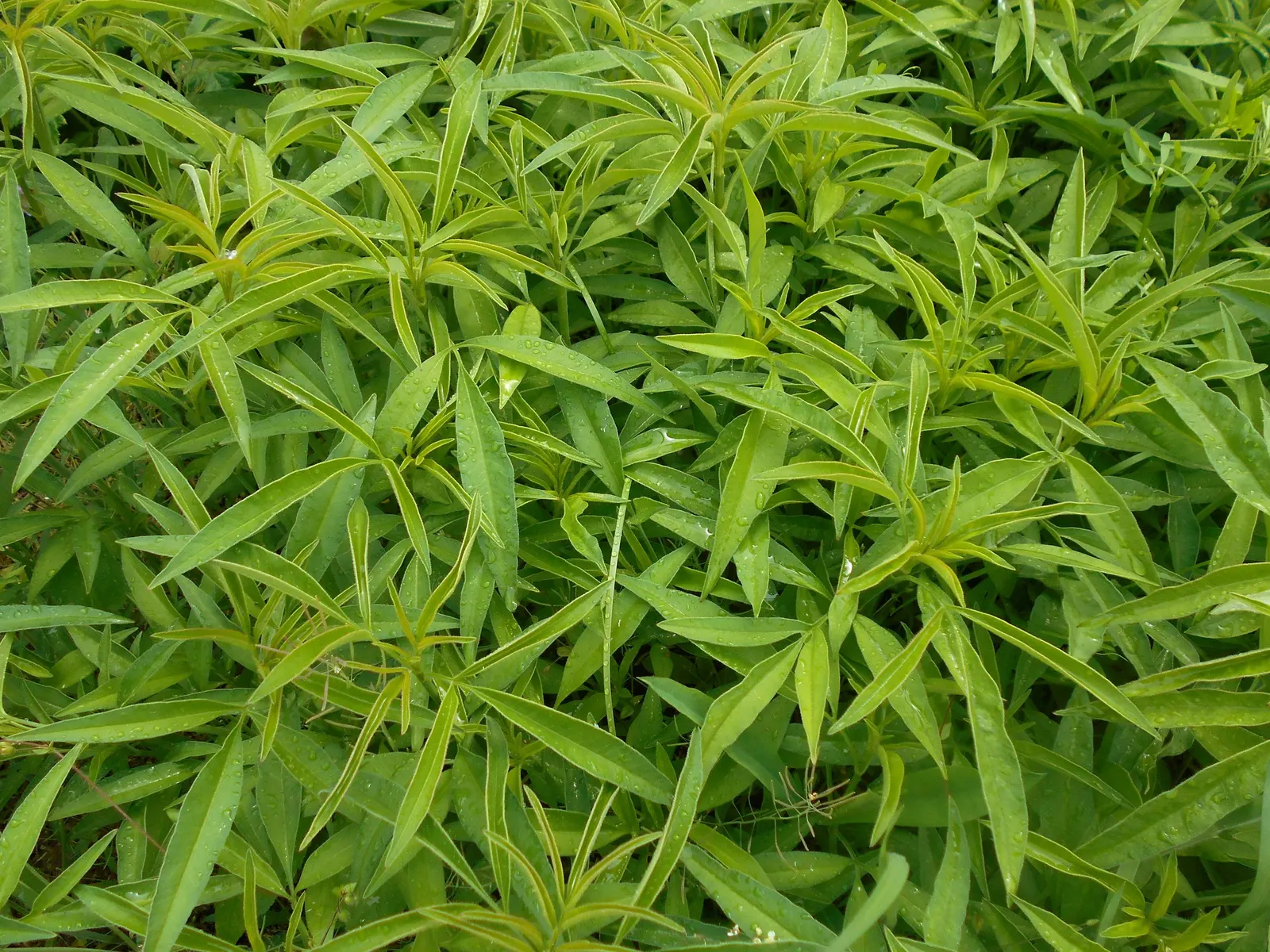 Tall Coreopsis (Coreopsis Tripteris) — the Tall Coreopsis bursts into a display of bright yellow