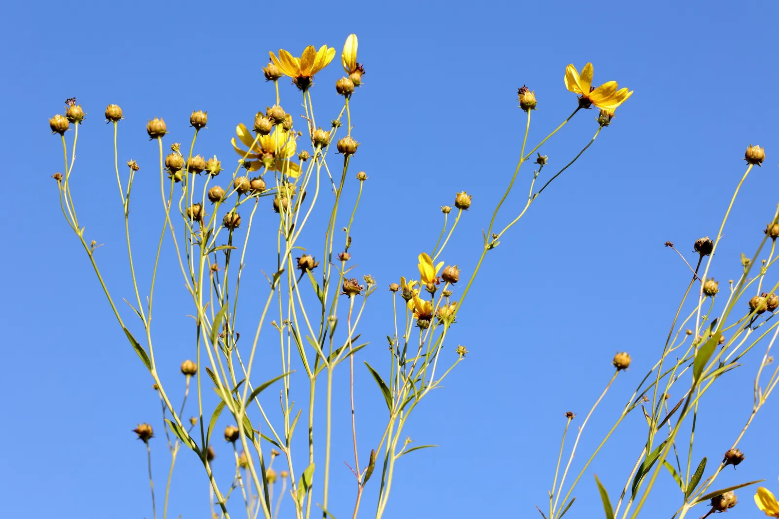 Tall Coreopsis (Coreopsis Tripteris) — It boasts striking yellow daisy-like flowers atop slender, erect stems reaching 4-8 ft in height; the Tall Coreopsis