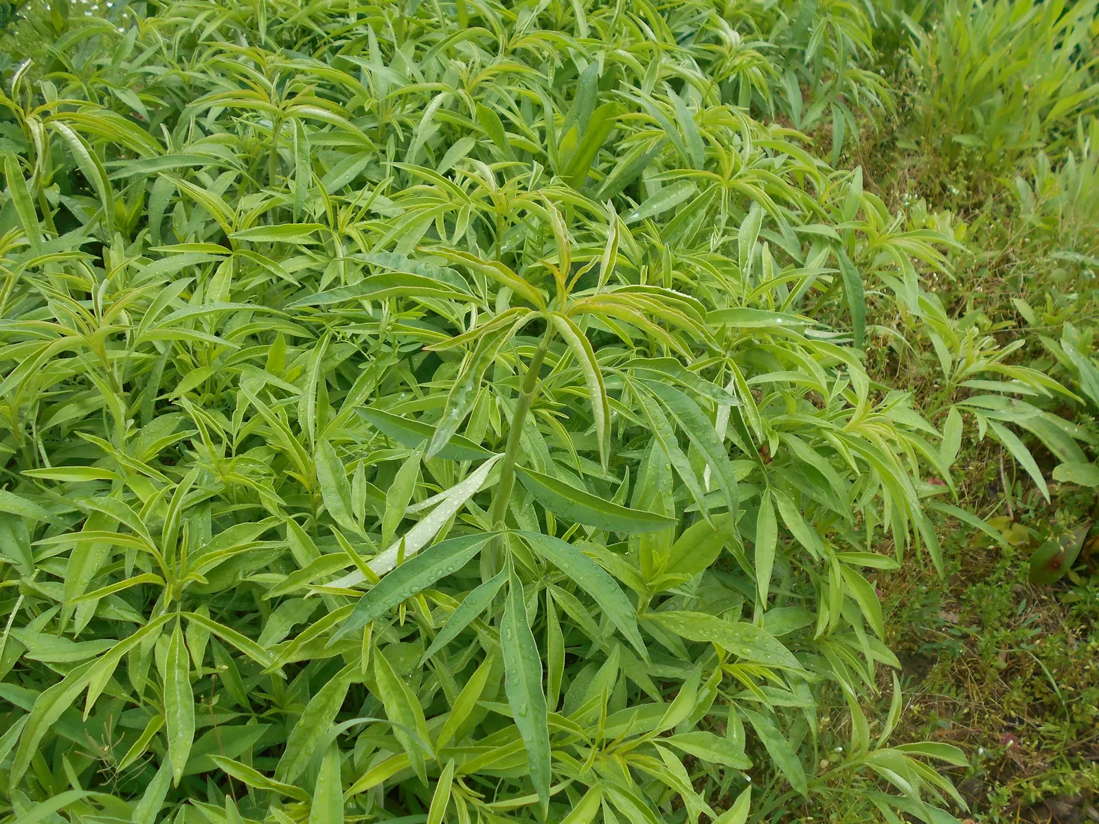Tall Coreopsis (Coreopsis Tripteris) — When considering its inclusion