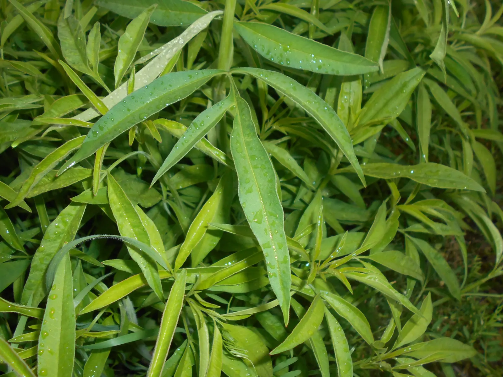 Tall Coreopsis (Coreopsis Tripteris) — Coreopsis tripteris thrives in USDA Hardiness Zones 3 through 8