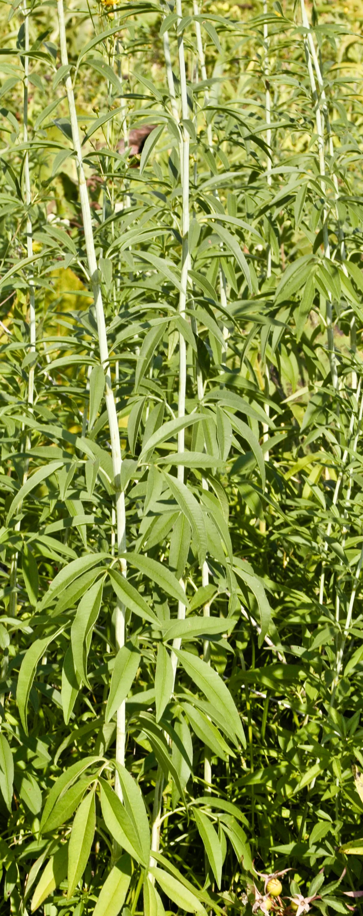 Tall Coreopsis (Coreopsis Tripteris) — plan for adequate space to accommodate its breadth