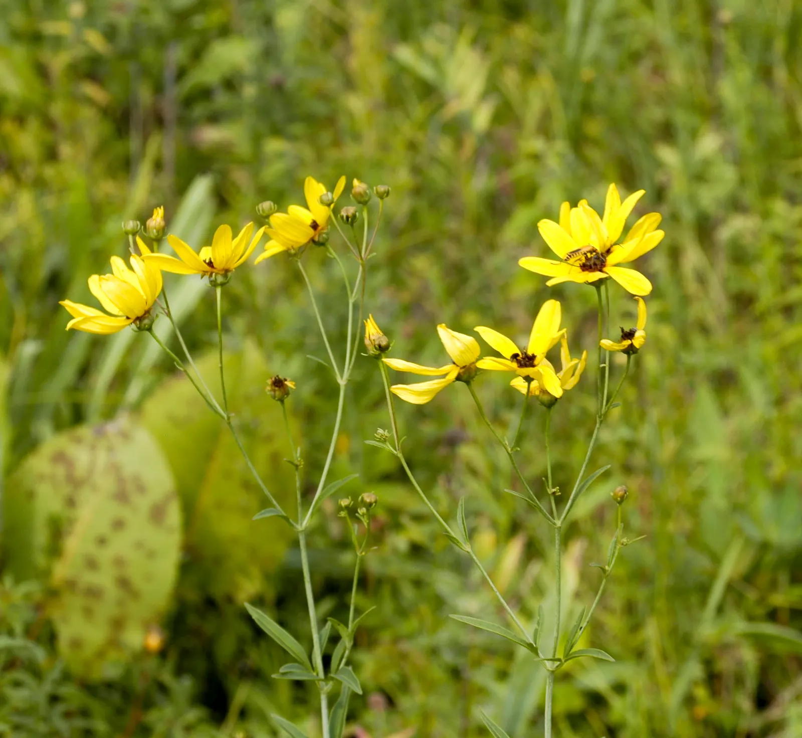 Tall Coreopsis (Coreopsis Tripteris) — though it excels in medium to wet soils