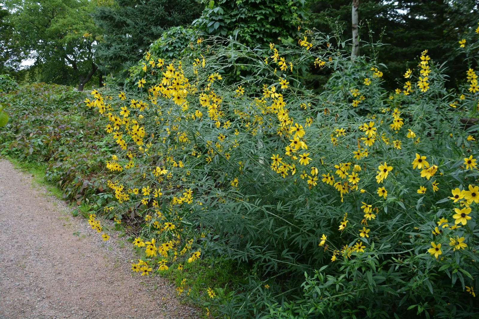 Tall Coreopsis (Coreopsis Tripteris) — sometimes reddish-brown florets