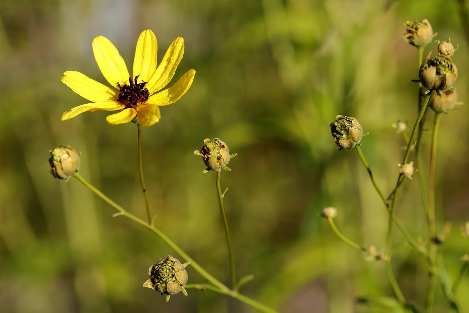 Tall Coreopsis (Coreopsis Tripteris) — enhancing the ecological value of the landscape.<br><br>Preferring full sun exposure
