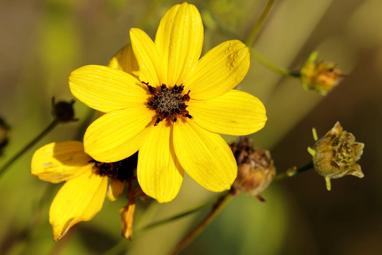 Tall Coreopsis (Coreopsis Tripteris) — Its height makes it a perfect back-border choice or an eye-catching focal point; as it can span 2 to 3 feet wide