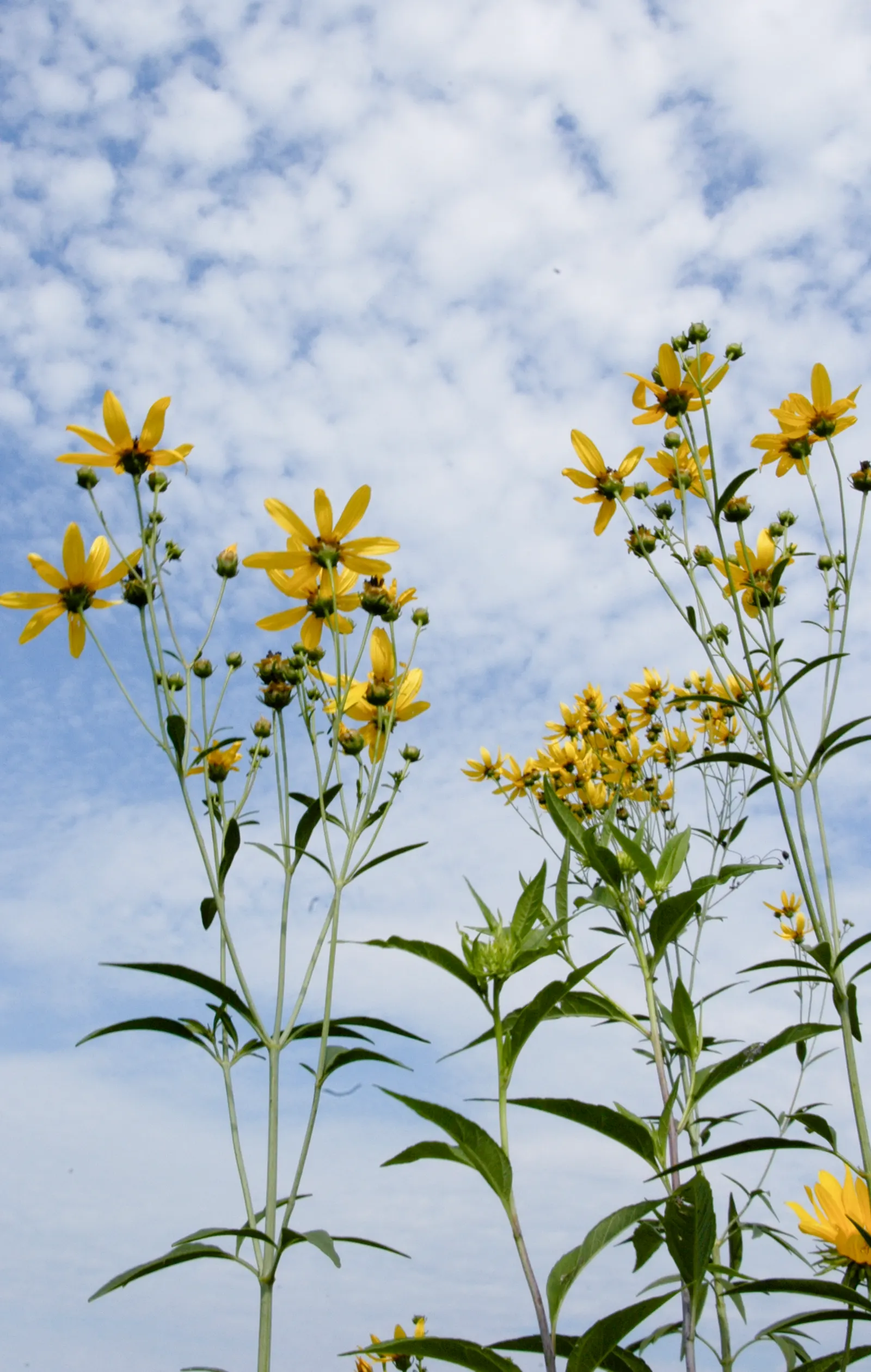 Tall Coreopsis (Coreopsis Tripteris) — It is a low-maintenance option that resists pests and diseases well