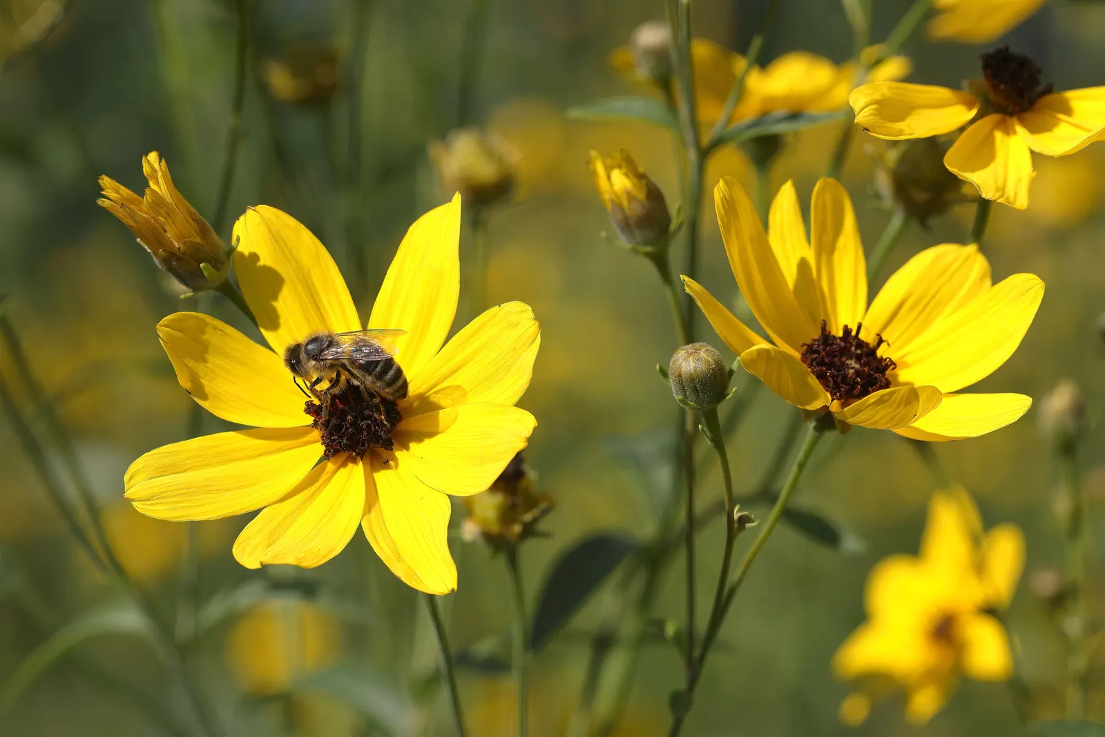 Tall Coreopsis (Coreopsis Tripteris) — offering nectar to butterflies and a visual treat for garden admirers