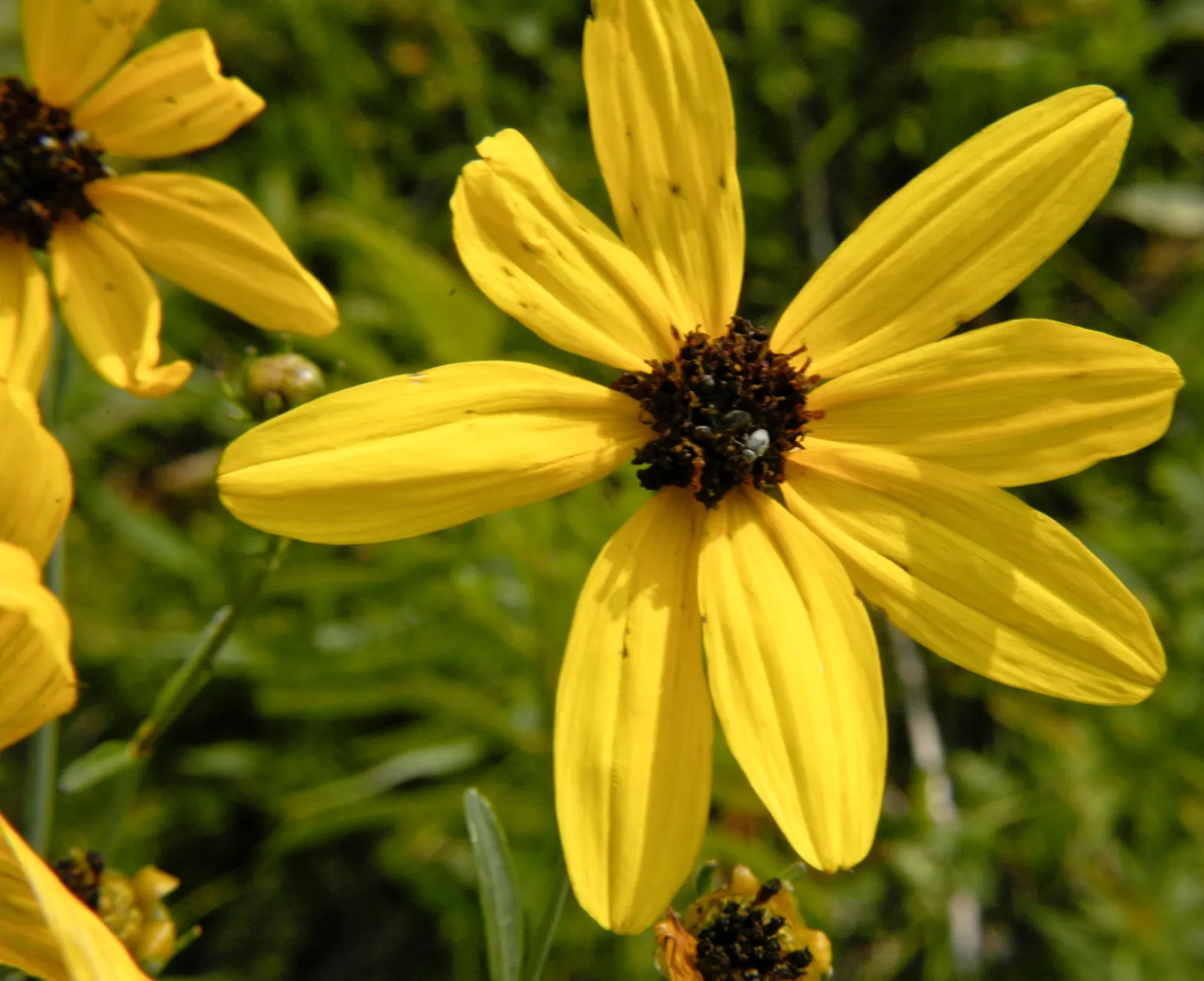 Tall Coreopsis (Coreopsis Tripteris) — showing remarkable adaptability to a range of soil conditions