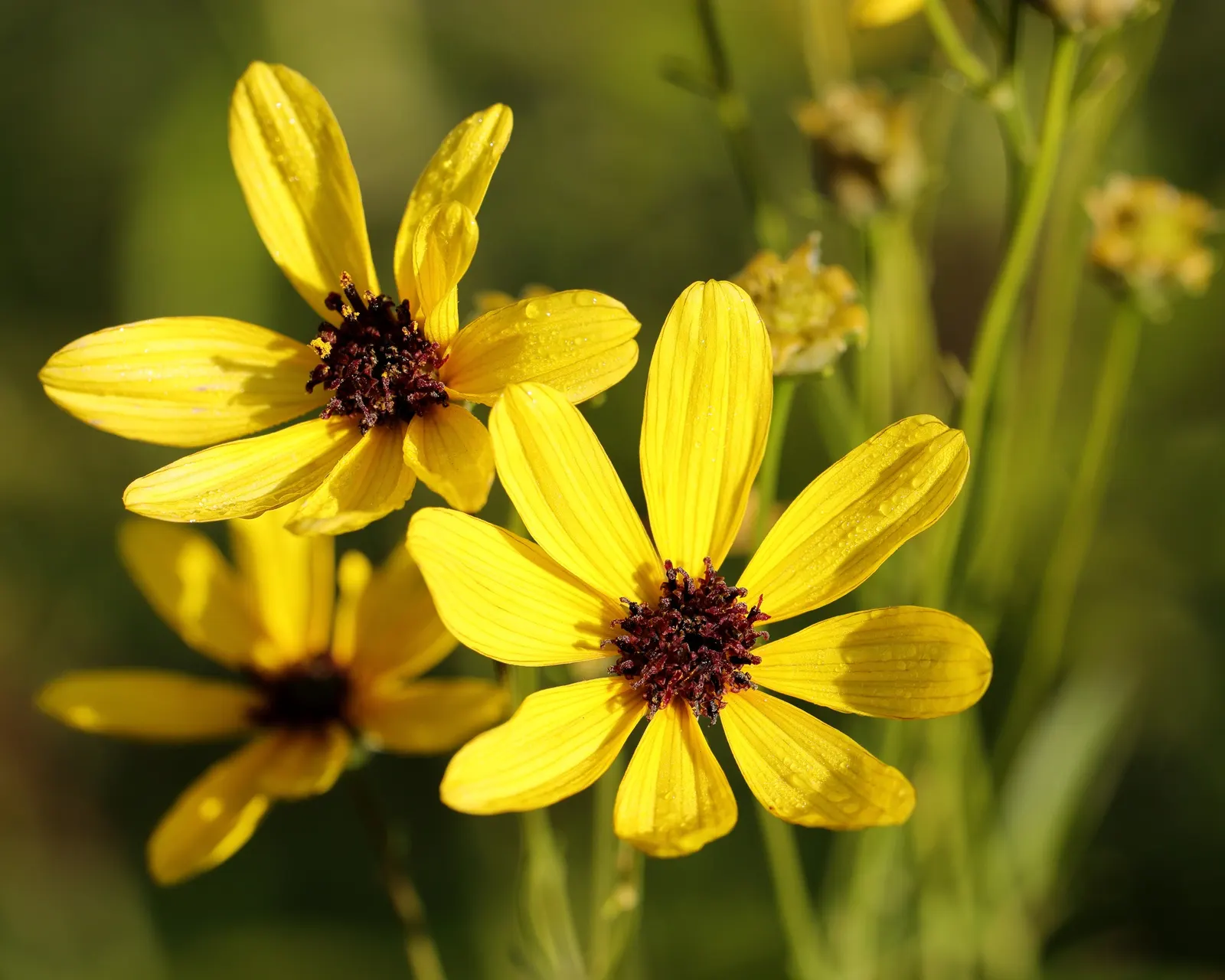 Tall Coreopsis (Coreopsis Tripteris) — perennial / shrub for full
