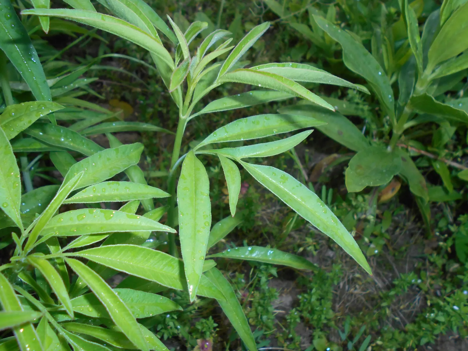 Tall Coreopsis (Coreopsis Tripteris) — from moist to well-drained