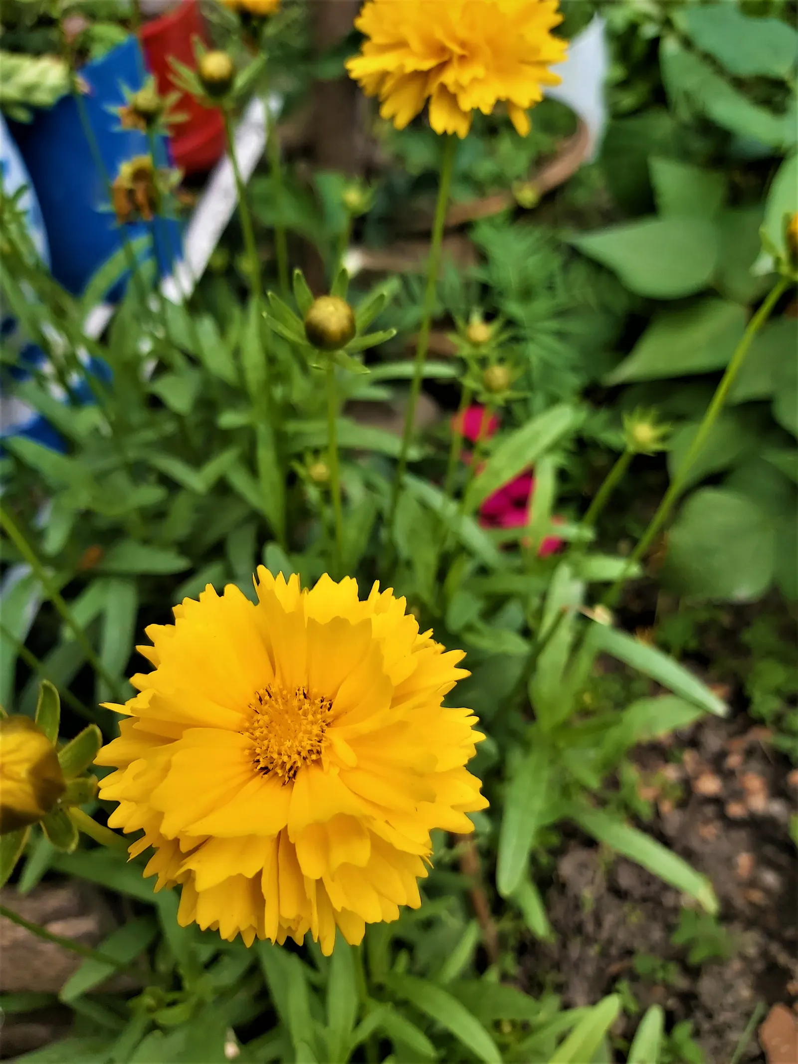 Tall Coreopsis (Coreopsis Tripteris) — perennial / shrub with yellow blooms