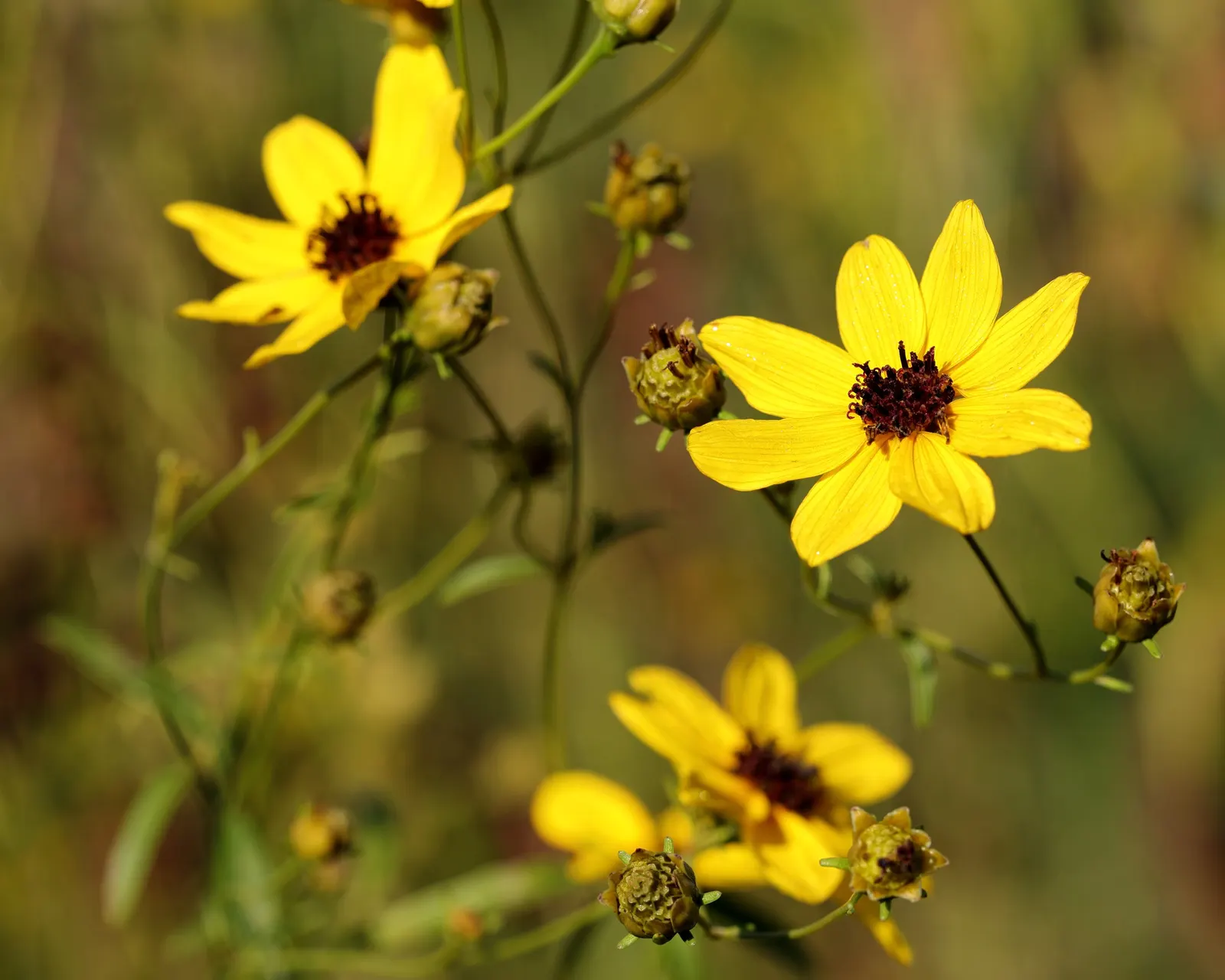 Tall Coreopsis (Coreopsis Tripteris) — Its height makes it a perfect back-border choice or an eye-catching focal point