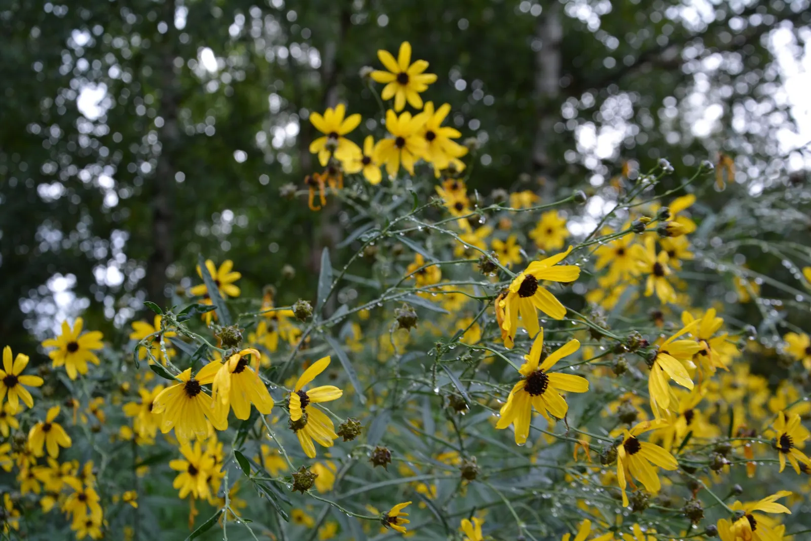 Tall Coreopsis (Coreopsis Tripteris) — typically reaching between 4 to 9 feet