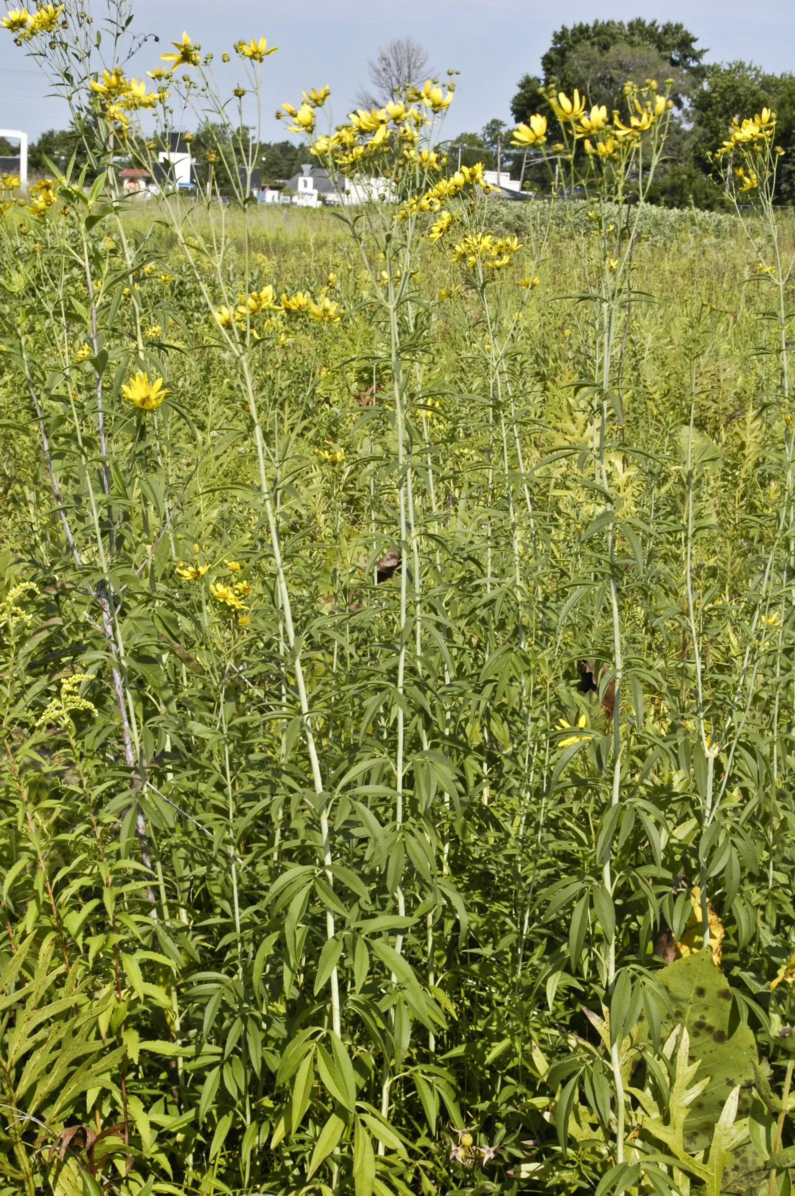 Tall Coreopsis (Coreopsis Tripteris) — The Tall Coreopsis (Coreopsis tripteris) is a hardy perennial native to North America