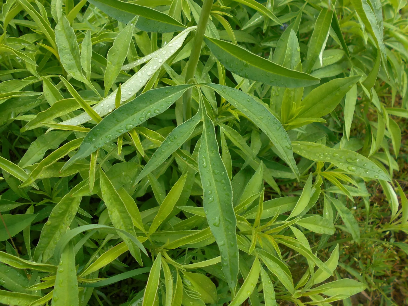 Tall Coreopsis (Coreopsis Tripteris) — finely-divided leaves that climb up the slender