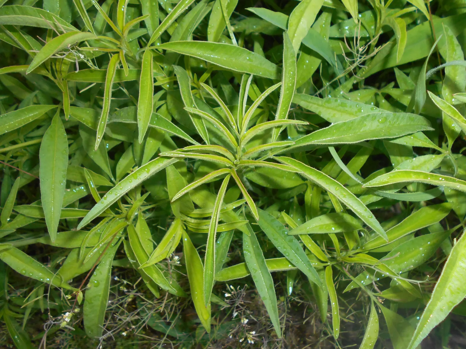 Tall Coreopsis (Coreopsis Tripteris) — It boasts striking yellow daisy-like flowers atop slender, erect stems reaching 4-8 ft in height